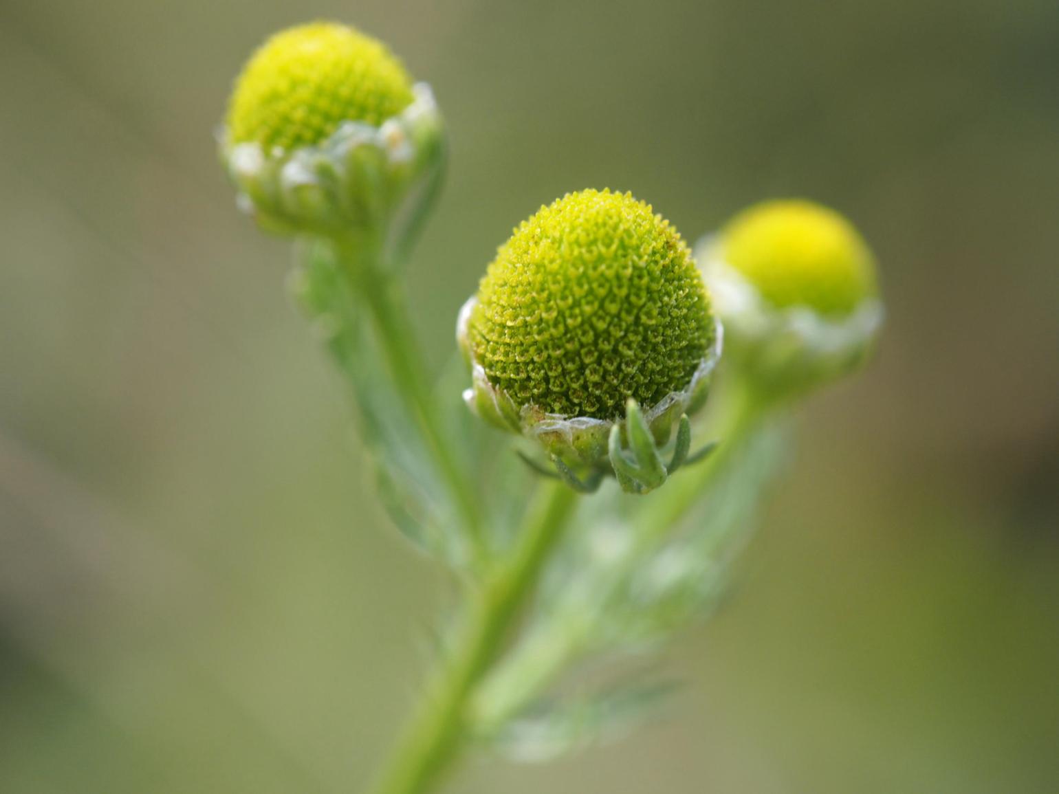 Mayweed, Rayless, Pineapple weed